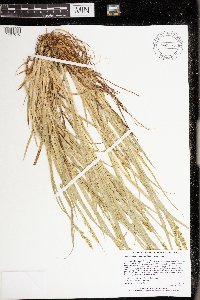 Carex stipata var. stipata image