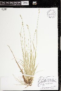 Carex deweyana var. deweyana image