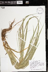 Carex sparganioides image