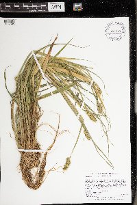 Carex stipata var. stipata image