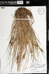 Carex lenticularis image