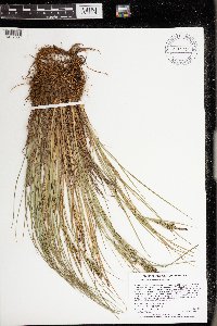 Carex lenticularis image