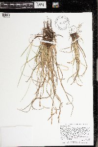 Carex richardsonii image