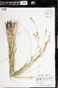 Carex tenera var. tenera image