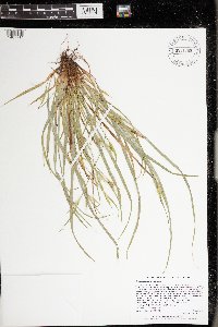 Carex saximontana image