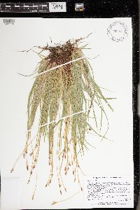 Carex peckii image