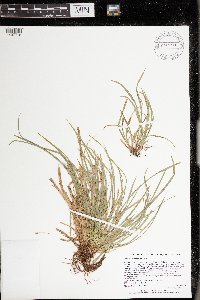 Carex saximontana image