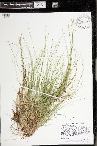 Carex leptalea image
