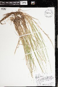Carex canescens image