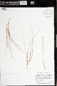 Carex pauciflora image