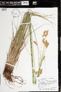 Carex merritt-fernaldii image