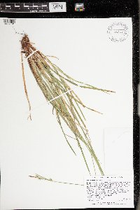 Carex communis var. communis image