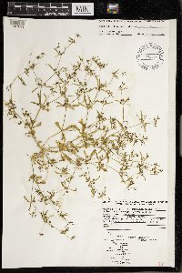 Mollugo verticillata image