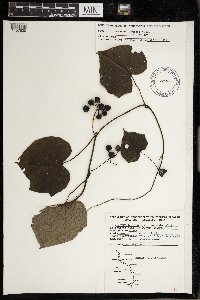 Menispermum canadense image