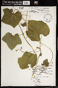 Menispermum canadense image