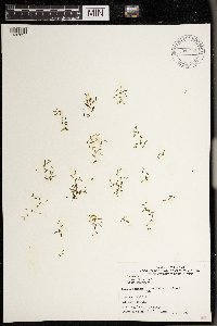 Lemna trisulca image