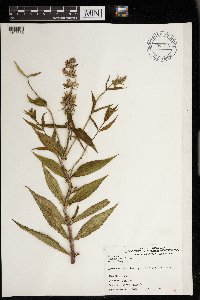 Stachys tenuifolia image