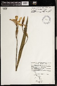 Iris virginica image