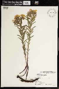 Lithospermum caroliniense image
