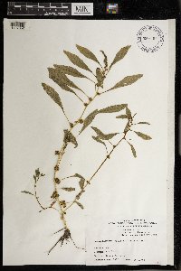 Amaranthus hybridus image