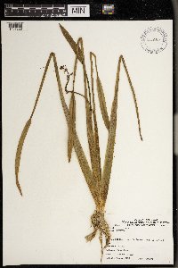 Sagittaria rigida image