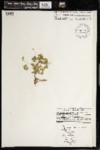 Oxalis stricta image