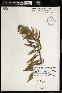 Oenothera biennis image