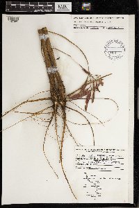 Oenothera biennis image