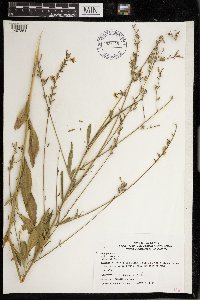 Oenothera gaura image