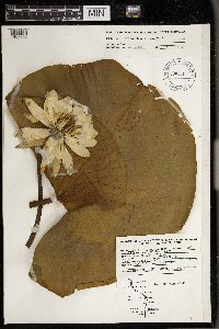 Nymphaea odorata image