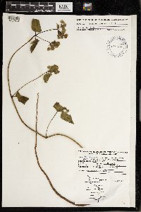 Mirabilis nyctaginea image