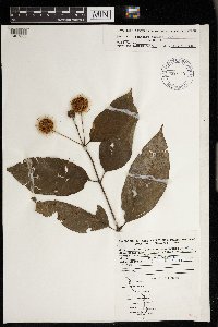 Cephalanthus occidentalis image