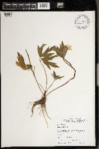 Ranunculus acris image