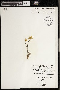 Anemone acutiloba image