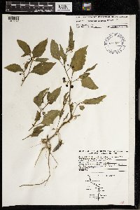 Solanum nigrum image