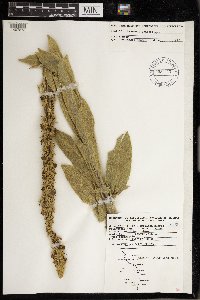 Verbascum thapsus image