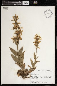 Penstemon digitalis image