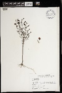 Agalinis tenuifolia image