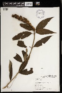 Chelone obliqua image