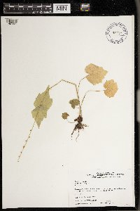 Mitella diphylla image