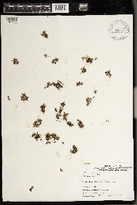 Azolla caroliniana image