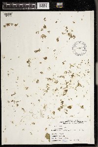 Azolla caroliniana image