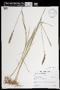 Muhlenbergia glomerata image