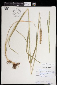 Phleum pratense image