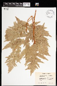 Image Associated With the Occurrence