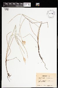 Eriophorum tenellum image