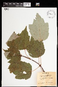 Acer rubrum image