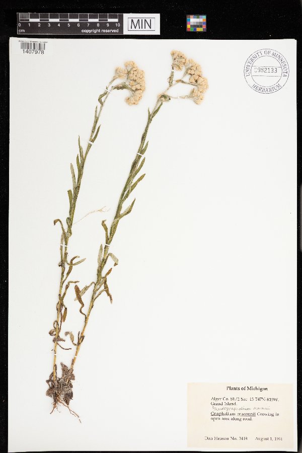 Pseudognaphalium macounii image