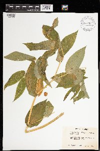 Streptopus amplexifolius image