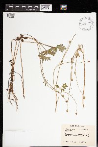 Ranunculus repens image